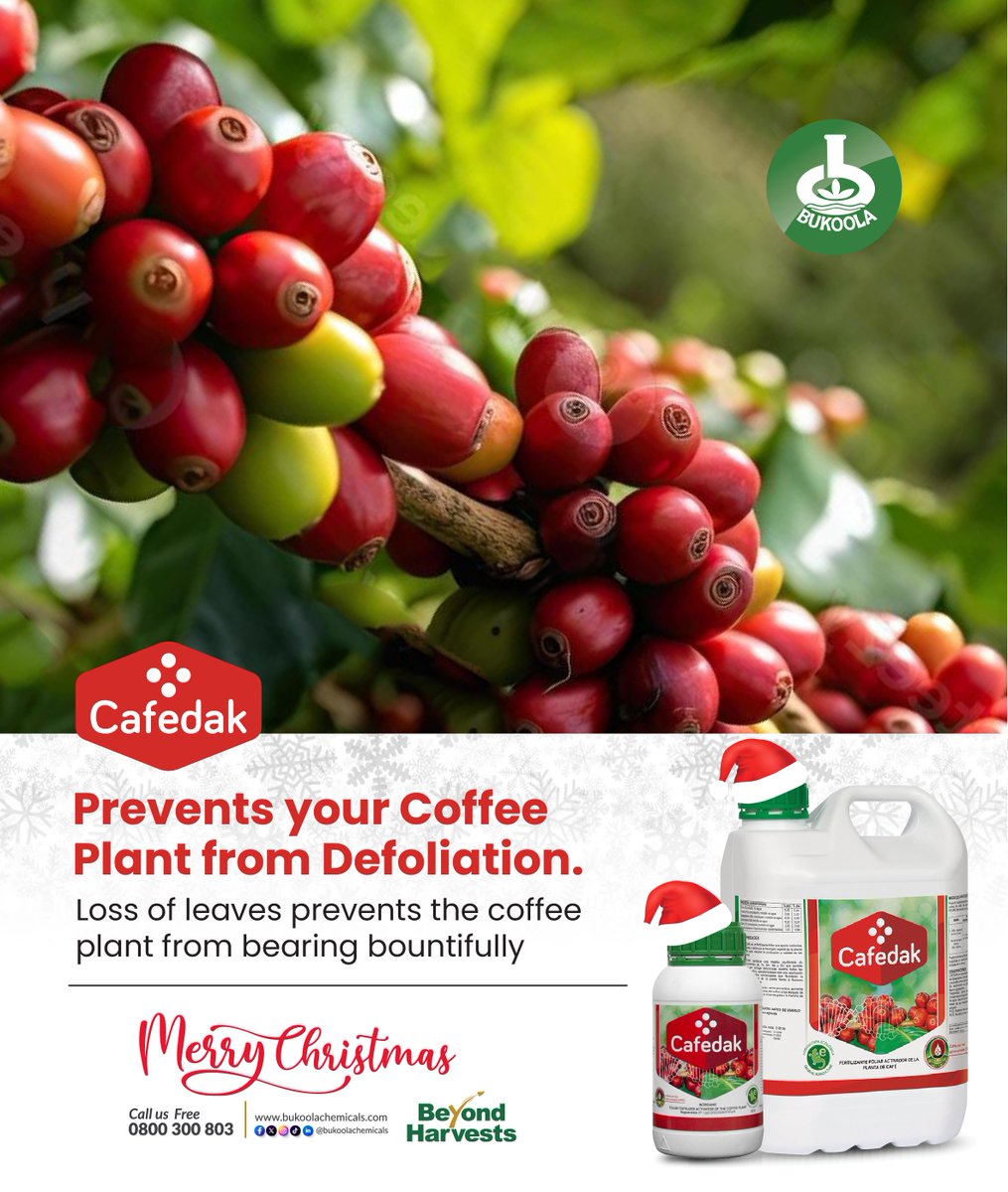 BukoolaChemical's tweet photo. Heavy coffee berries made possible with Cafedak. Give your coffee plants the ultimate boost. Cafedak powers up your coffee plants for a productive and resilient harvest. Get Cafedak from your nearest agro inputs shop today.
#BukoolaChemicals #Agricinputs #Cafedak #HealthyCoffee #CropCare