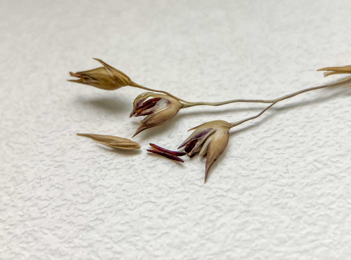 pollenpaar's tweet photo. Ende November haben wir verdickte Ährchen der #Rutenhirse (#Panicum sp.) gefunden. Hier sieht man sehr gut in der Mitte liegend die violetten Antheren (=Pollenbeutel).
Offensichtlich ging sich aber eine so späte Blüte nicht mehr aus.
#PollenserviceWien @MedUni_Wien unterwegs https://t.co/SO4x1QV1B0