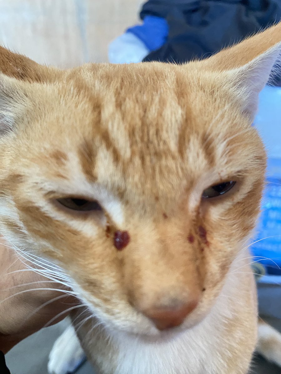 Very sad Simba needs eye surgery Because of the phosphorus he got while he was outside We need immediate help and donations. So he has to have surgery so he doesn't lose his eye. 💔😞
#BB26 

Gofundme.com/f/help-saeb-an…