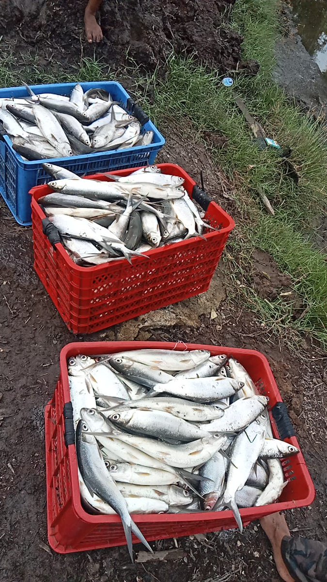 75Rusdi1's tweet photo. Kamis, 5/12/2024, Muhammad Rusdi Amin, S.Pi mendampingi anggota Pokdakan Salusussang Desa Bassiang Timur panen ikan bandeng sebanyak 2.500 kg Size 3 e/kg Rp. 20.000
#GiatLuhkanSatminkalMaros
#luhlapor 
@BRPBAP3_Maros 
#panen
#luwu https://t.co/hzvQbkHmZj