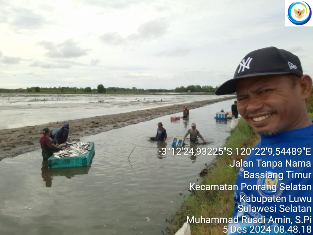 75Rusdi1's tweet photo. Kamis, 5/12/2024, Muhammad Rusdi Amin, S.Pi mendampingi anggota Pokdakan Salusussang Desa Bassiang Timur panen ikan bandeng sebanyak 2.500 kg Size 3 e/kg Rp. 20.000
#GiatLuhkanSatminkalMaros
#luhlapor 
@BRPBAP3_Maros 
#panen
#luwu https://t.co/hzvQbkHmZj