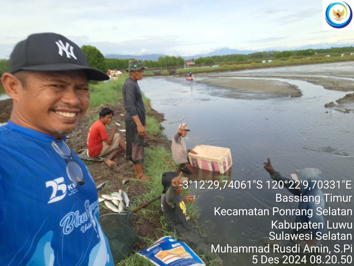 75Rusdi1's tweet photo. Kamis, 5/12/2024, Muhammad Rusdi Amin, S.Pi mendampingi anggota Pokdakan Salusussang Desa Bassiang Timur panen ikan bandeng sebanyak 2.500 kg Size 3 e/kg Rp. 20.000
#GiatLuhkanSatminkalMaros
#luhlapor 
@BRPBAP3_Maros 
#panen
#luwu https://t.co/hzvQbkHmZj
