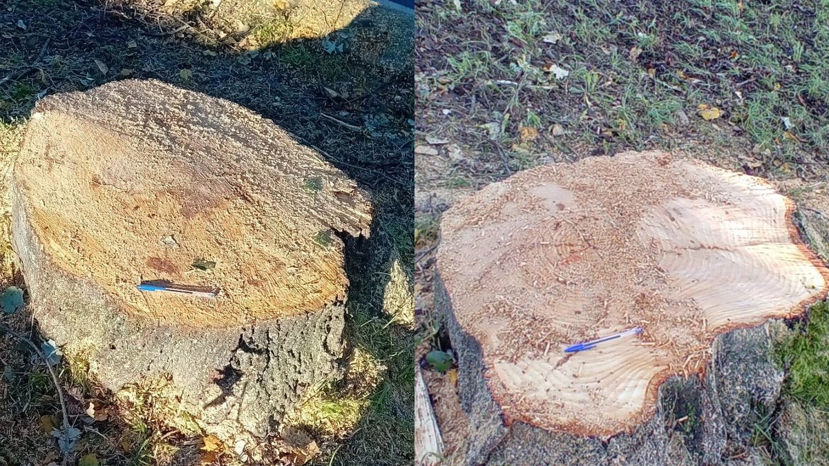 artiakolagunak's tweet photo. 📢Los #VientosHuracanados volcaron un #Tilo en el barrio de #Artia de #Irun y 98 #Tilos siguieron en pie.🪵¿Por qué taló @Irun_Informa lo que los #FuertesVientos no derrumbaron: 4 #Tilos erguidos, enteros y sanos⁉️
¿Cuántos #Árboles más talará hasta saciar su hambre #Arboricida⁉️ https://t.co/jqxO5xNj4A