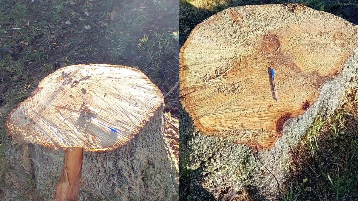 artiakolagunak's tweet photo. 📢Los #VientosHuracanados volcaron un #Tilo en el barrio de #Artia de #Irun y 98 #Tilos siguieron en pie.🪵¿Por qué taló @Irun_Informa lo que los #FuertesVientos no derrumbaron: 4 #Tilos erguidos, enteros y sanos⁉️
¿Cuántos #Árboles más talará hasta saciar su hambre #Arboricida⁉️ https://t.co/jqxO5xNj4A