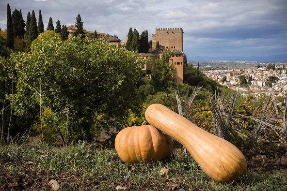 Talher_'s tweet photo. Membrillos, granadas, calabazas, caquis... Gestionamos las huertas del #Generalife y los resultados son espectaculares. El Patronato de la Alhambra y Generalife dona toda su producción agrícola a entidades de la provincia de #Granada.
#Huertas #Horticultura #Patrimonio #Talher https://t.co/cXVW9jg2u1