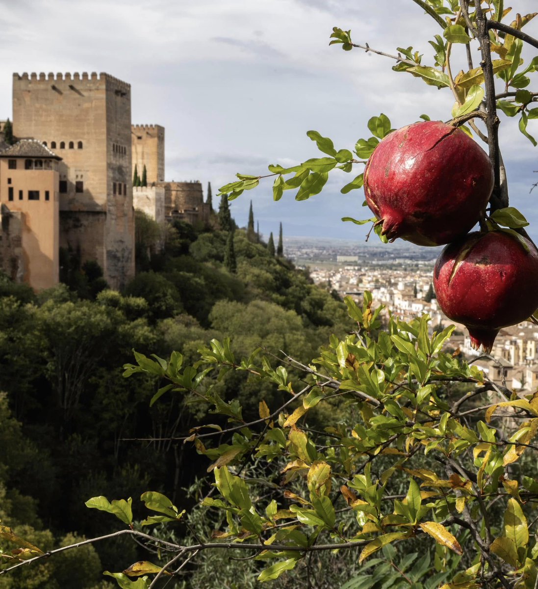 Talher_'s tweet photo. Membrillos, granadas, calabazas, caquis... Gestionamos las huertas del #Generalife y los resultados son espectaculares. El Patronato de la Alhambra y Generalife dona toda su producción agrícola a entidades de la provincia de #Granada.
#Huertas #Horticultura #Patrimonio #Talher https://t.co/cXVW9jg2u1