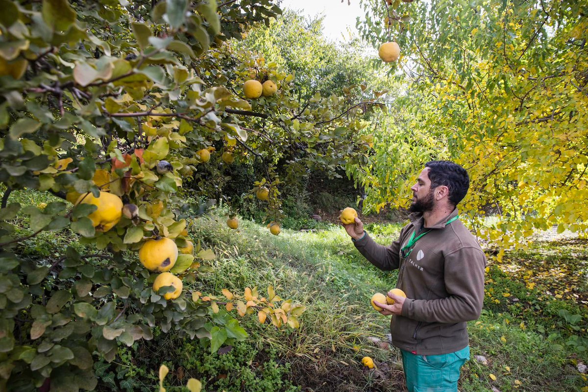 Talher_'s tweet photo. Membrillos, granadas, calabazas, caquis... Gestionamos las huertas del #Generalife y los resultados son espectaculares. El Patronato de la Alhambra y Generalife dona toda su producción agrícola a entidades de la provincia de #Granada.
#Huertas #Horticultura #Patrimonio #Talher https://t.co/cXVW9jg2u1