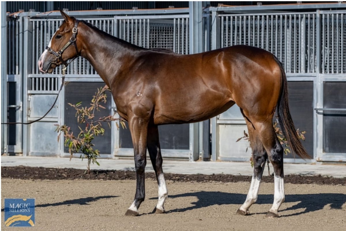 Bennyhol53's tweet photo. From the Weanling sales, to the Yearling sales and onto Magnificent Mowbray!! Had the big girl for 2 1/2 years now and isn't she just a darling!! Always nice to get the Maiden out of the way!! What a stunner 😍 #Moorlandsmiss @glennst23276576 @CodiJordan8 https://t.co/DFs7wtUNYJ