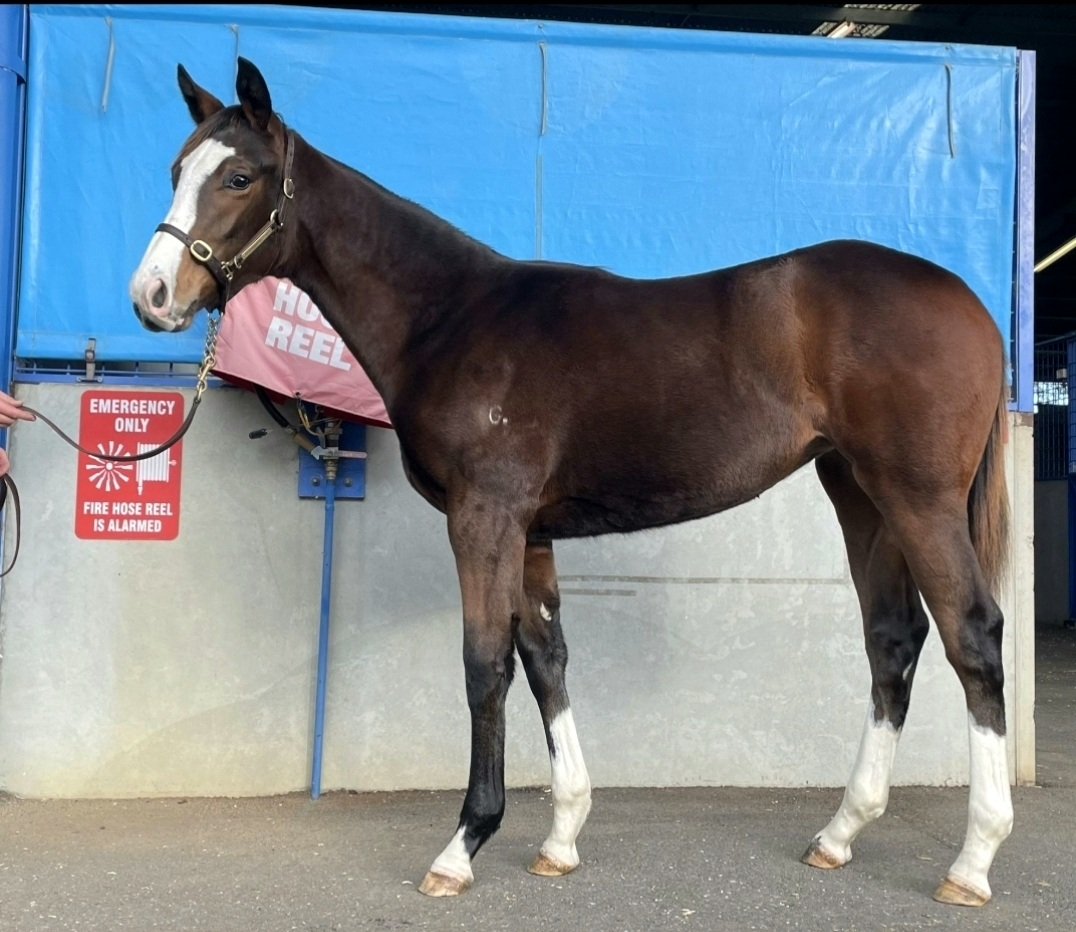 Bennyhol53's tweet photo. From the Weanling sales, to the Yearling sales and onto Magnificent Mowbray!! Had the big girl for 2 1/2 years now and isn't she just a darling!! Always nice to get the Maiden out of the way!! What a stunner 😍 #Moorlandsmiss @glennst23276576 @CodiJordan8 https://t.co/DFs7wtUNYJ