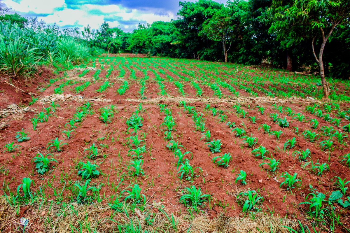 🌟 Meet Amina, a widow from DRC living in Dzaleka Camp since 2013. With training from SOFERES &amp; support from One Day's Wages, she now grows maize &amp; vegetables, feeding her family &amp; earning income. Her story shows the power of skills &amp; community! 💪🌱