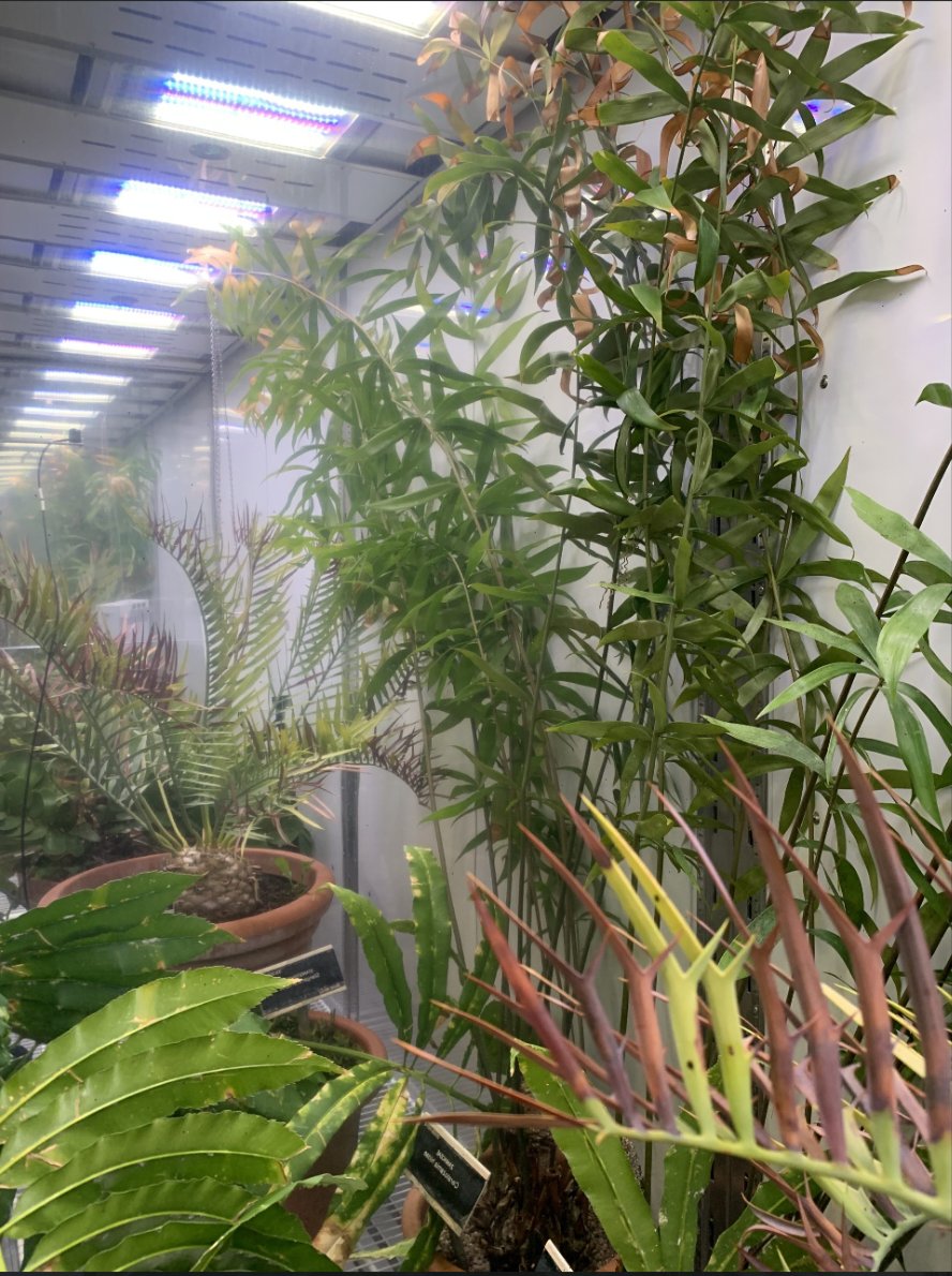 TERRAFORM (@terraform_h2020) on Twitter photo Join the Terraform Project <a href="/TCD_NatSci/">School of Natural Sciences, Trinity College Dublin</a> as a Research Assistant!
Work with <a href="/JenniferMcElwa3/">Jennifer McElwain</a> & a multidisciplinary team exploring plant-environment interactions through deep time. Lab work, fieldwork & data analysis in an ERC-funded project.
Apply now: my.corehr.com/pls/trrecruit/… Join the Terraform Project <a href="/TCD_NatSci/">School of Natural Sciences, Trinity College Dublin</a> as a Research Assistant!
Work with <a href="/JenniferMcElwa3/">Jennifer McElwain</a> & a multidisciplinary team exploring plant-environment interactions through deep time. Lab work, fieldwork & data analysis in an ERC-funded project.
Apply now: my.corehr.com/pls/trrecruit/…