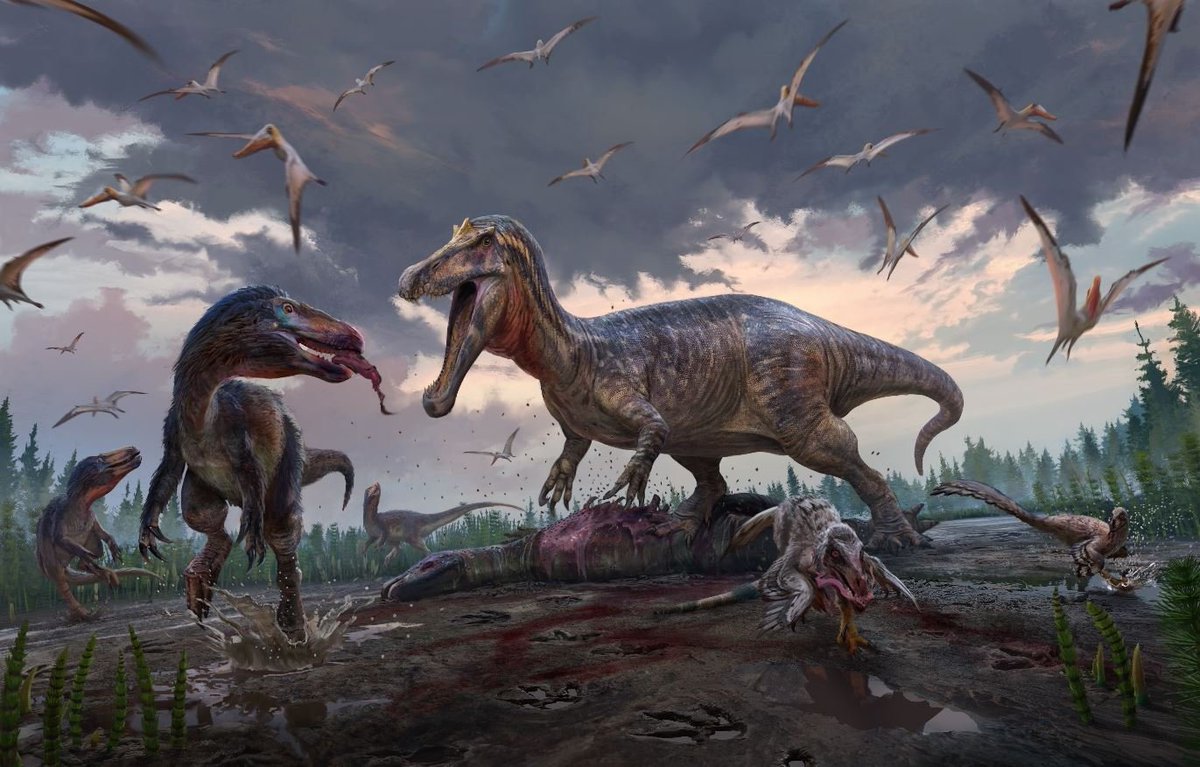 TetZoo's tweet photo. New at Tetrapod Zoology... A New Theropod Dinosaur Assemblage from the Older Part of the English Wealden. Tantalizing remains demonstrate new, earliest Cretaceous spinosaurids, tyrannosauroids and more... https://t.co/84F9F3Gy6m #dinosaurs #fossils https://t.co/EI1JoXznei