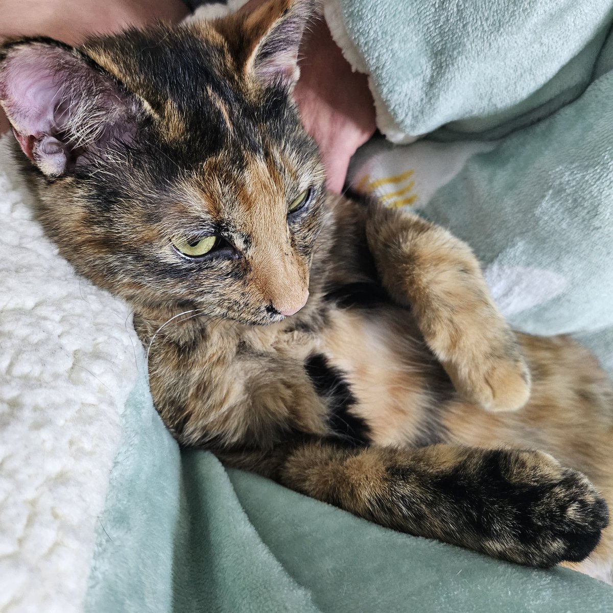 0.8살 애기냥...
잼민냥...