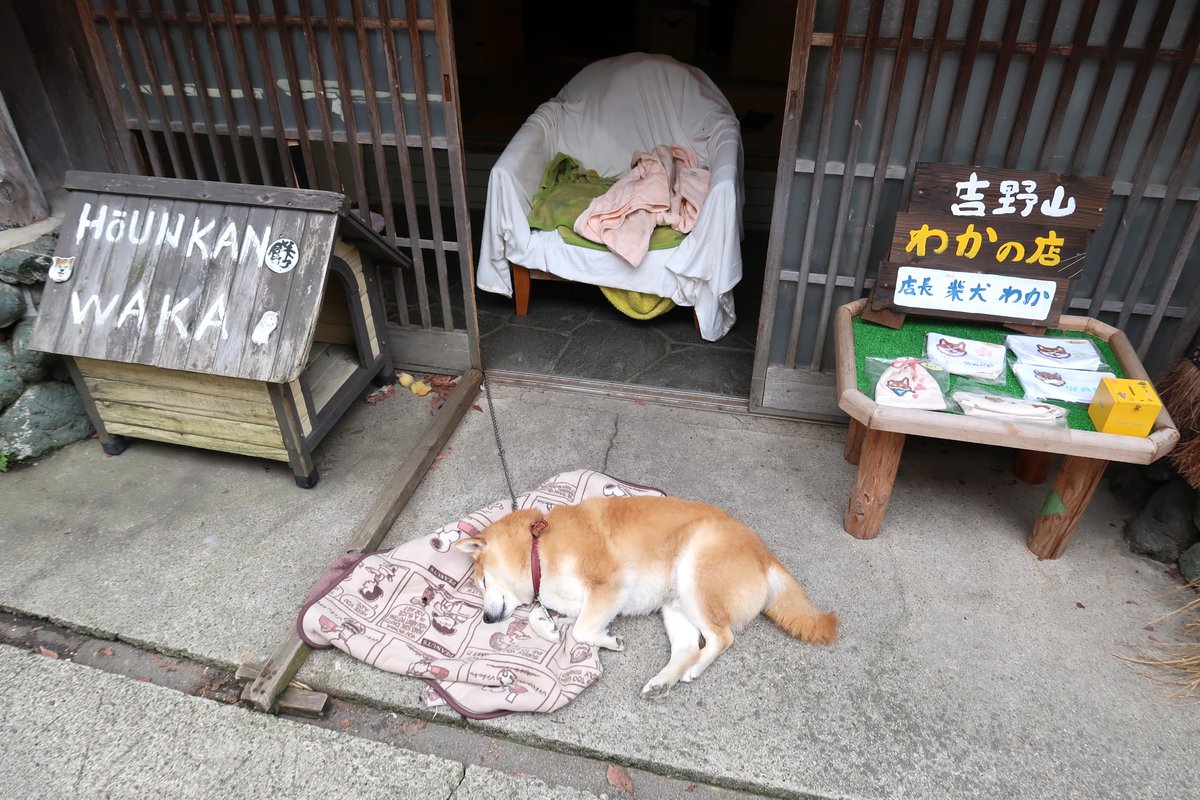 「吉野山の看板動物といえば、「わかの店」店長、柴犬のわかちゃんも可愛かったなぁそし」|ヨシノマホ🦌奈良クリエイターのイラスト