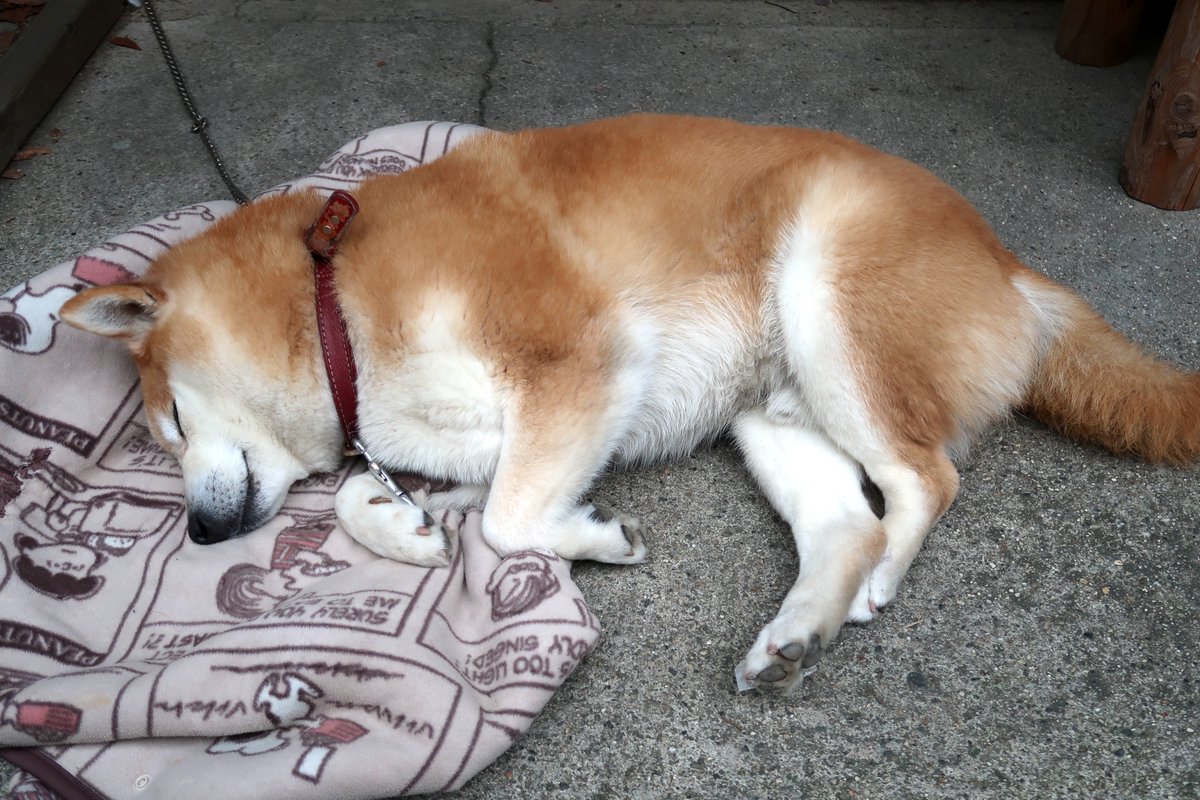 「吉野山の看板動物といえば、「わかの店」店長、柴犬のわかちゃんも可愛かったなぁそし」|ヨシノマホ🦌奈良クリエイターのイラスト