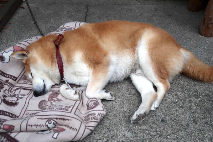 吉野山の看板動物といえば、「わかの店」店長、柴犬のわかちゃんも可愛かったなぁそして如意輪寺にも猫ちゃんがいました!(如意輪寺には猫不動さまもおられるので、猫好きさんにもオススメです) 