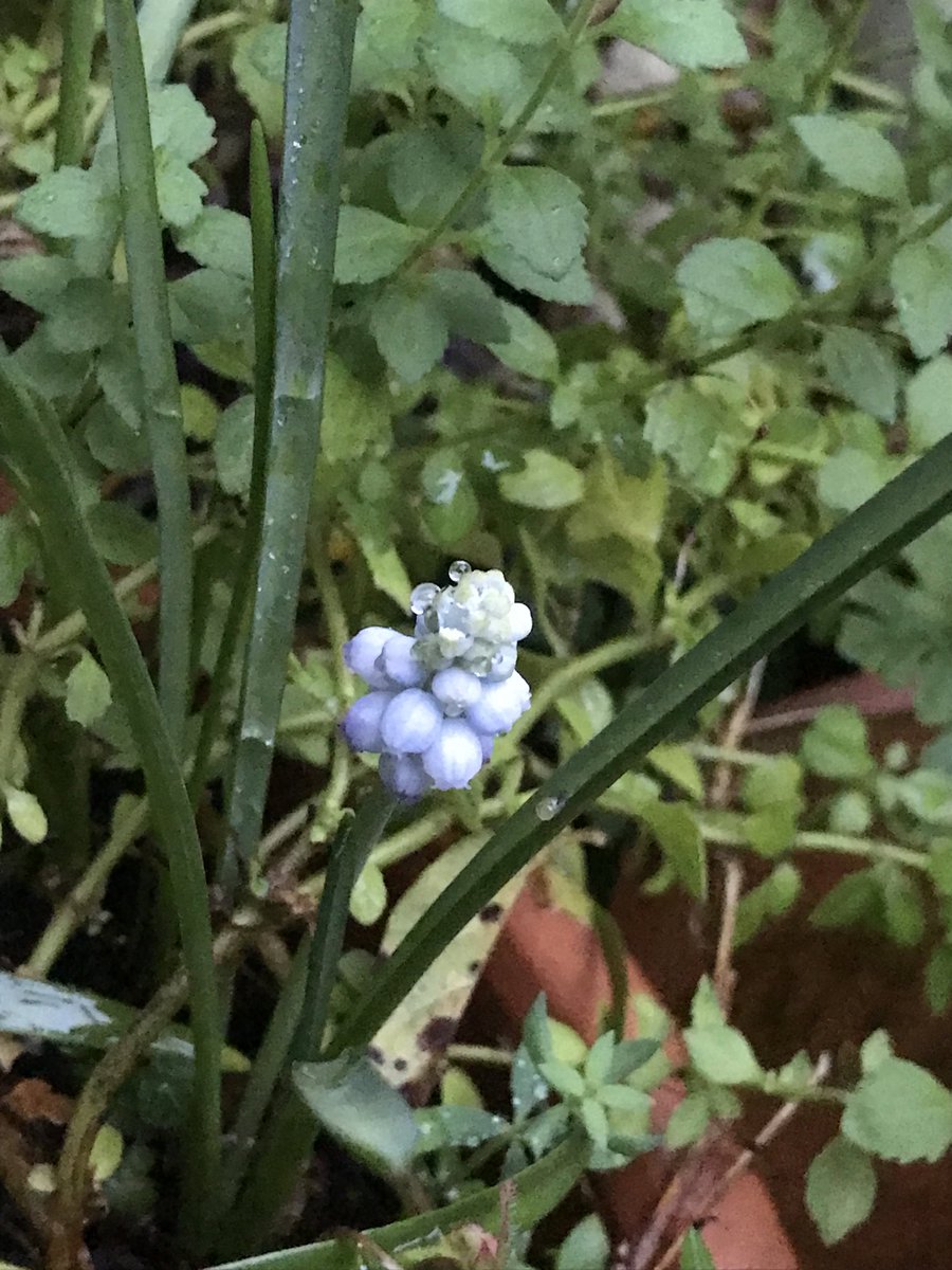 merryfieldptry's tweet photo. Good morning from my little #cottage #garden first #grape #hyacinth of the year https://t.co/psCGxjtLbw