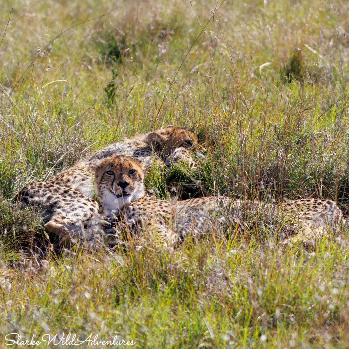 SANParksMZNP's tweet photo. Scenes from the #CheetahTracking activity in #MountainZebraNationalPark 📷Starke Wild Adventures #LiveYourWild @SANParks https://t.co/zmrVQhX0xU