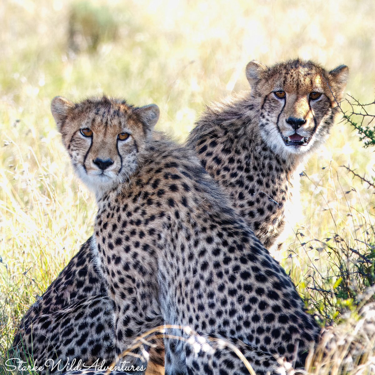 SANParksMZNP's tweet photo. Scenes from the #CheetahTracking activity in #MountainZebraNationalPark 📷Starke Wild Adventures #LiveYourWild @SANParks https://t.co/zmrVQhX0xU