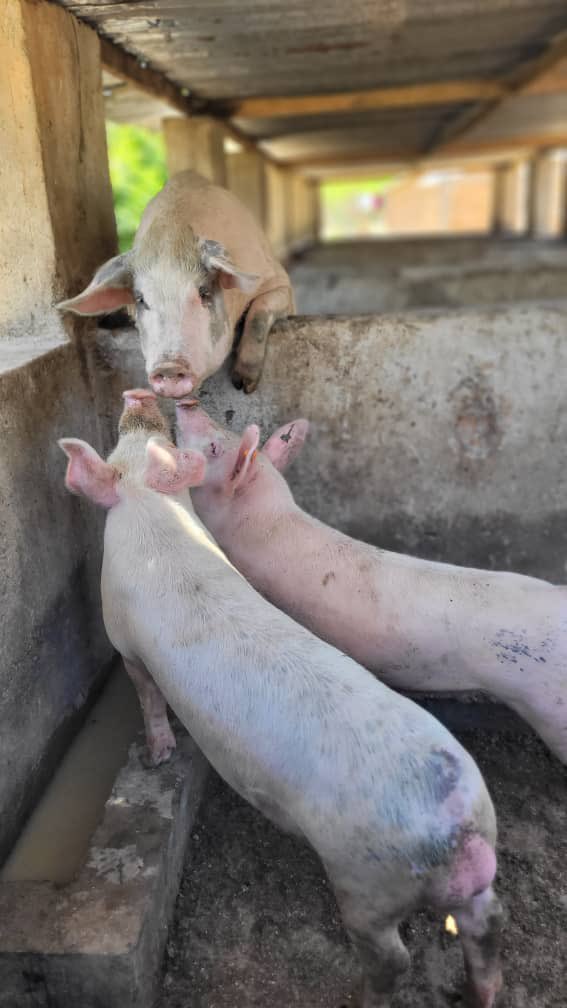 Sir Jay-Tee tweet media