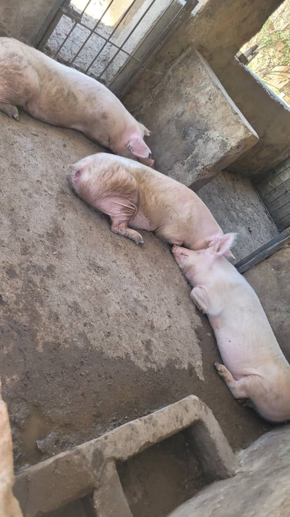 Sir Jay-Tee tweet media