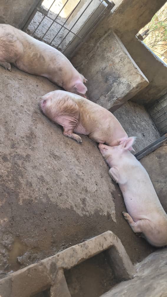 Sir Jay-Tee tweet media