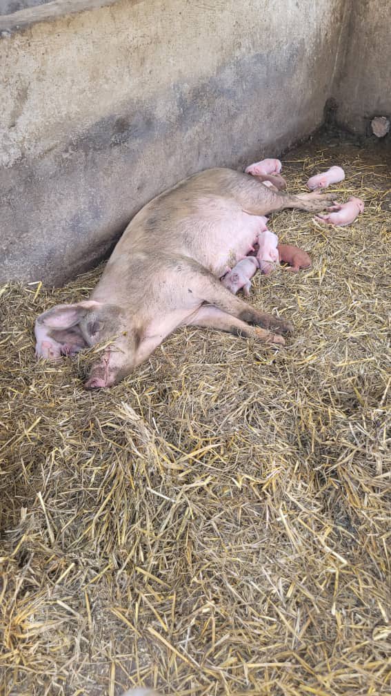 Sir Jay-Tee tweet media