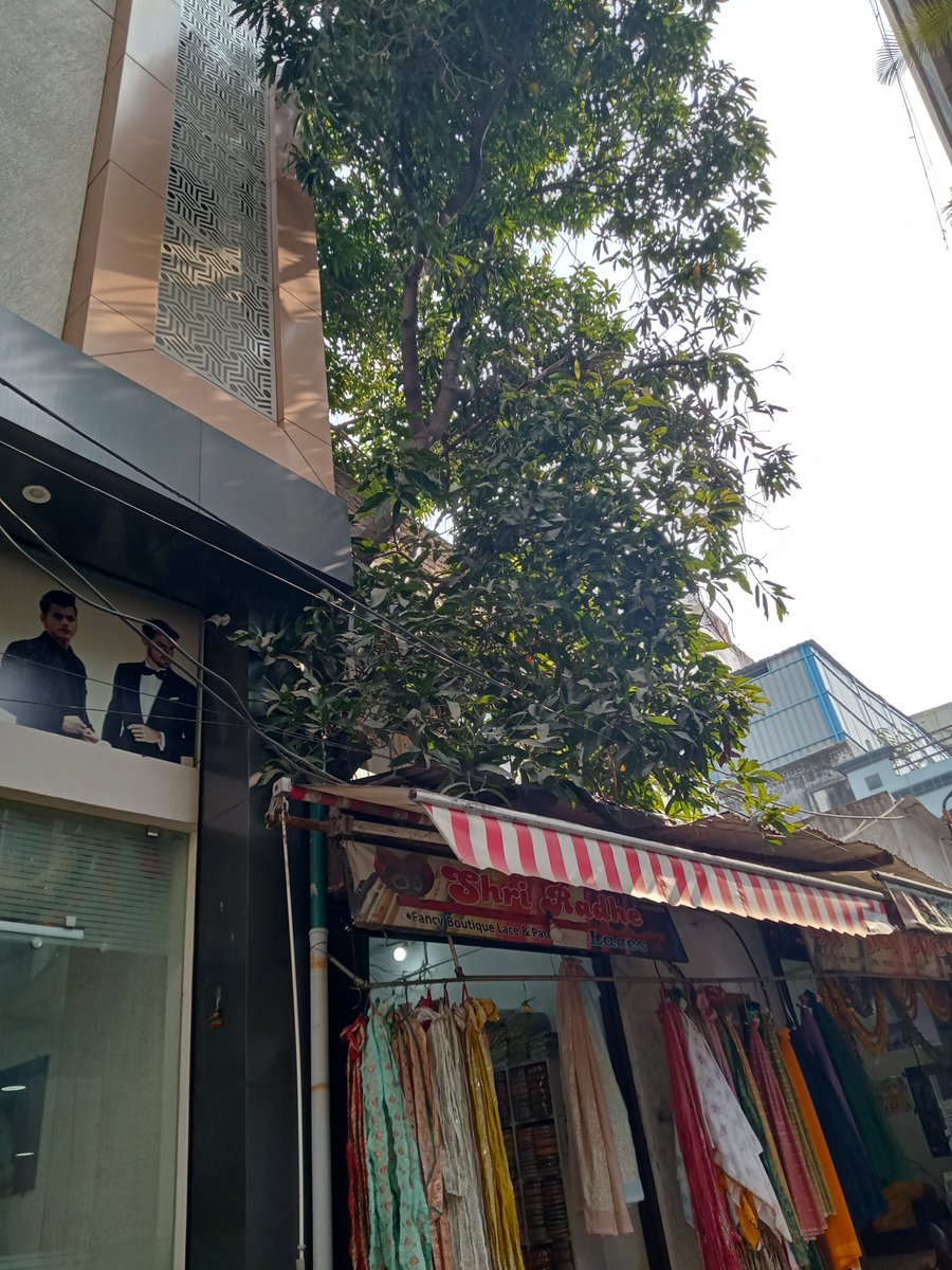 mayankkhuteta's tweet photo. @PMOIndia @CMOMaharashtra @MahaForest  @UNEP @ndtv 
Kudos to this shop owner who preserved this tree.. I salute him for his effort. https://t.co/ROvKQkNaKY