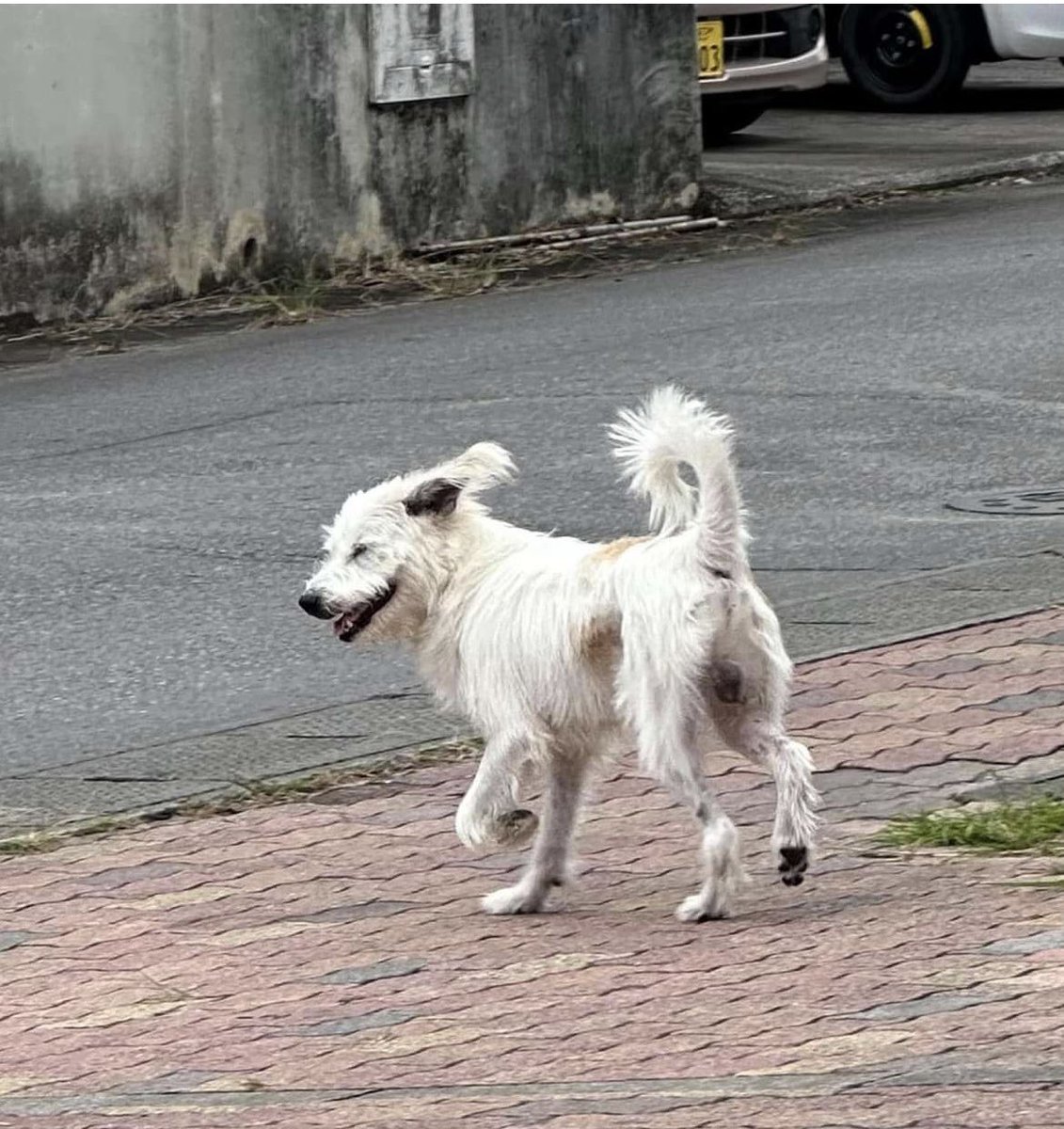 poteayaita's tweet photo. 沖縄市　迷い犬
高原十字路方面から、比屋根向けにある、パチンコ屋さん側の歩道を歩いていました。
ライカム方面へ曲がったか、比屋根へ真っ直ぐ進んだか...犬アレルギーの息子を乗せていたので保護できず。調べてみたら、同じわんこを見かけた方の投稿があり、写真を引用しました。
交通量多く心配 https://t.co/6WSn17CR5B