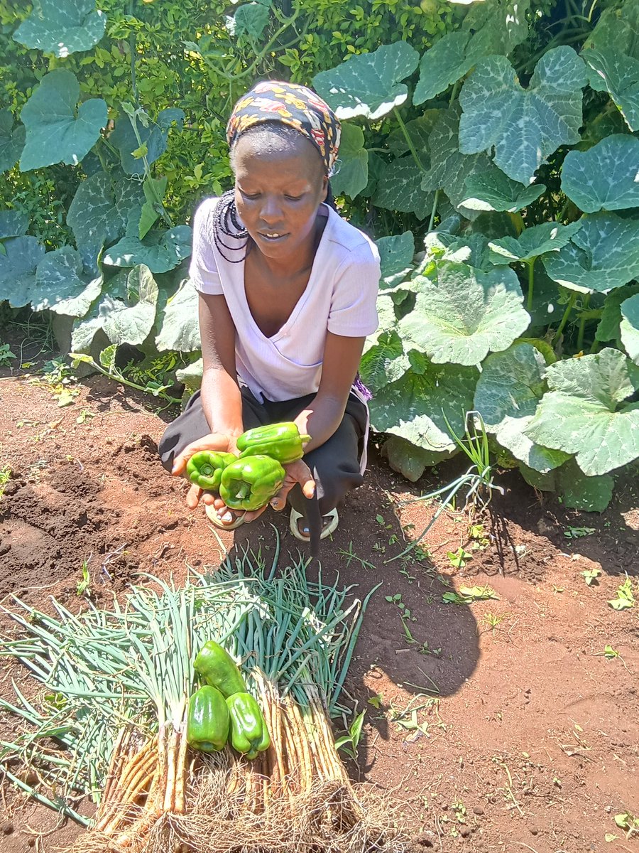 FaithKogo2's tweet photo. Celebrating the small wins from our kitchen garden 😁☺️. https://t.co/20OIKgpM64