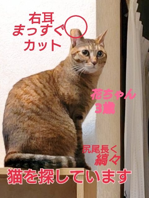 squirrelemi's tweet photo. 猫を探しています。花ちゃん3歳。麦わら猫または、茶系のキジトラ。4月11日横浜市金沢区富岡東の自宅から外に出てしまい行方不明のままです。
些細な情報でもありましたら、教えてください。
#猫を探しています 
#拡散希望 
#リポストお願いします 
#横浜市金沢区 
#麦わら猫 https://t.co/xcbr8Dhuzy