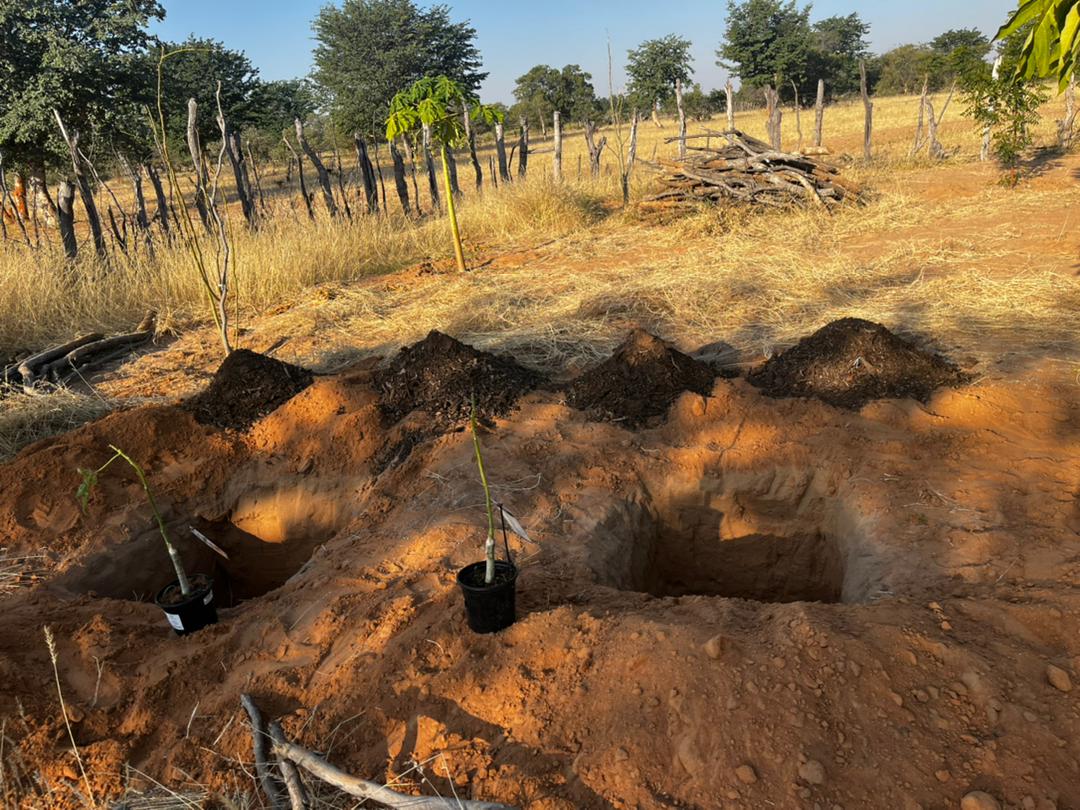 Ecosystem functioning and services are centred on fertile soils. Without them, there would be no good vegetation for animals to graze and browse on, and humans would be unable to produce food.
#WorldSoilDay 
#SoilHealth 
#Sustainability
#Ovazemba
#IndigenousLives