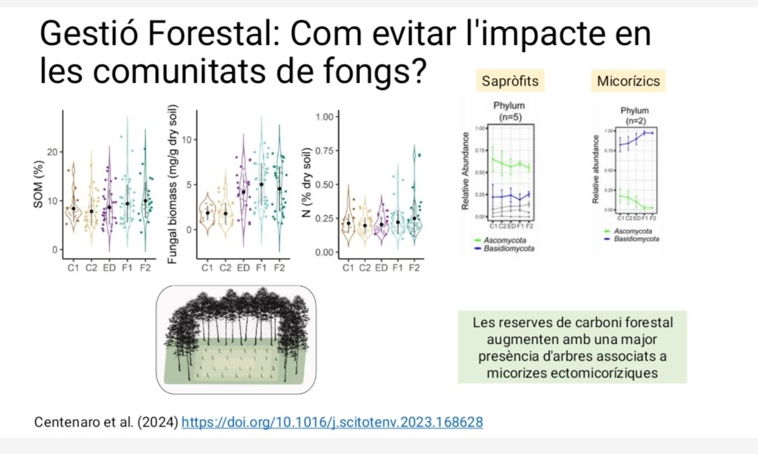 Dilluns passat vam fer una xerrada a la jornada técnica de "sòls forestals" a CREAF sobre la fixació de Carboni i l'importància dels #fongs en aquest procés! 🍄
I de com fer una #gestió_forestal respectuosa amb el fongs. Molts resultats originats amb la tesi de <a href="/GiadaCent/">Giada Centenaro</a>