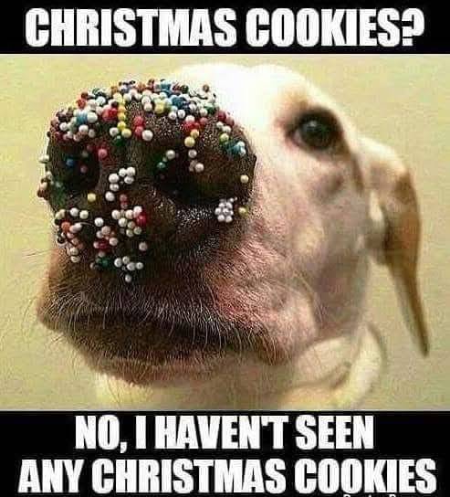 HeckinGoodDogs's tweet photo. https://t.co/ebfIW3T6VT