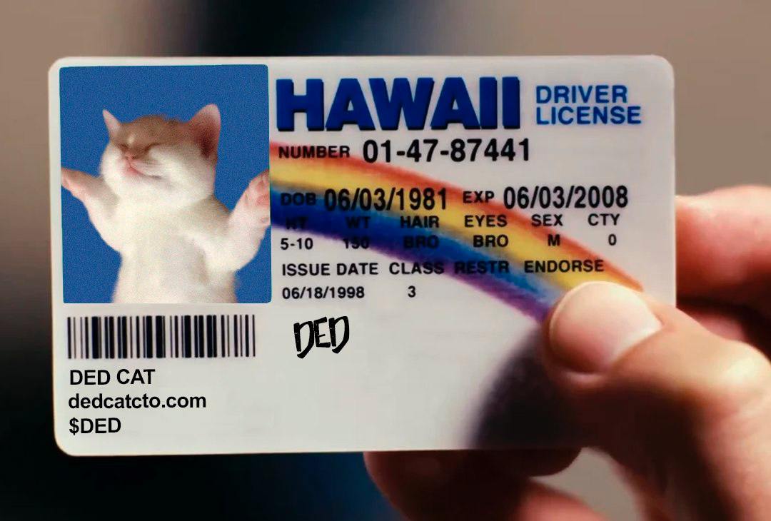 $DED CAT tweet media