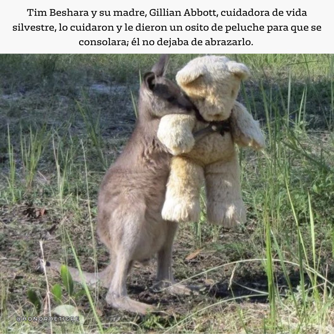 honordetigre's tweet photo. ¿Te sientes deprimido? 
Este hilo te pondrá una sonrisa en la cara.

1. La historia de 'Doodlebug', un bebé canguro huérfano que fue encontrado al costado de la carretera, un bebé de aproximadamente dos meses de edad. https://t.co/g1b26EgwBv
