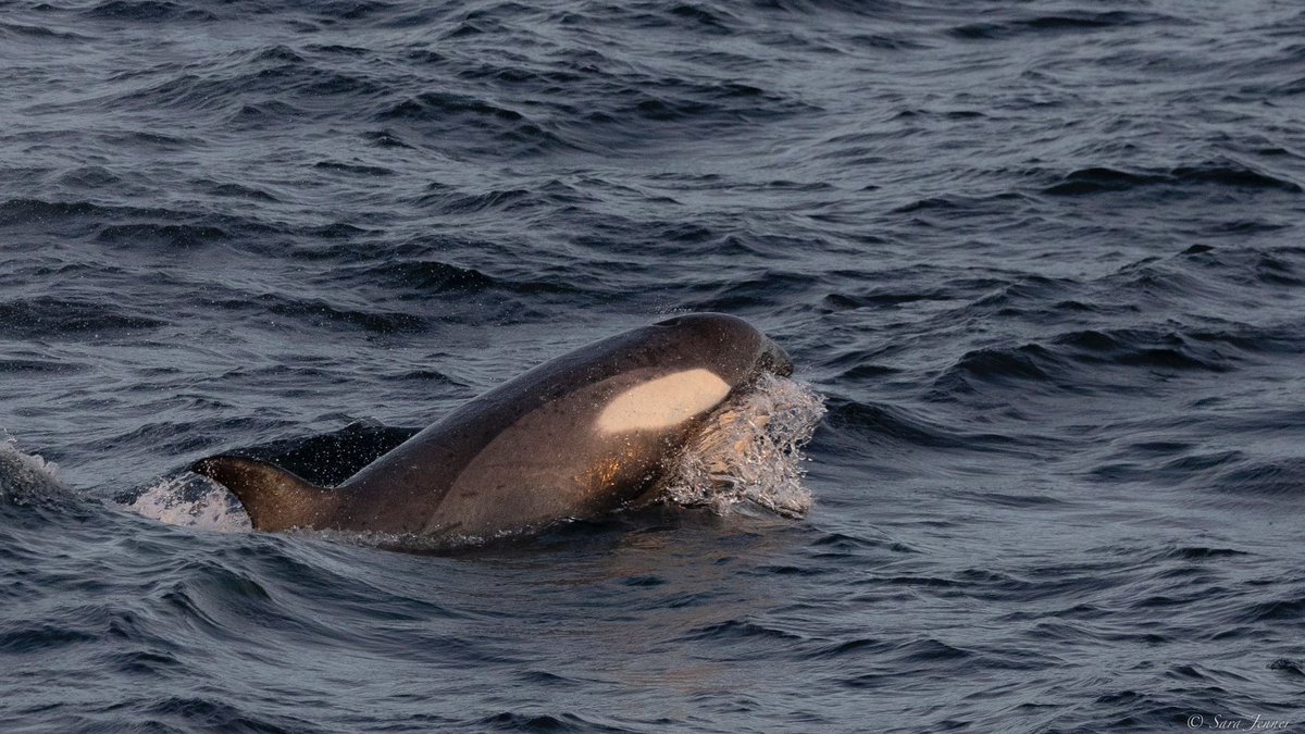 OceanwideExp's tweet photo. Last night, in the Antarctic Peninsula's #GerlacheStrait, we had an encounter with a small pod of orcas.
Seeing these magnificent apex predators in their natural habitat is a treat, and our guests took full advantage of this fantastic photo opportunity!
📸 by Sara Jenner https://t.co/pysNp8Ajmu