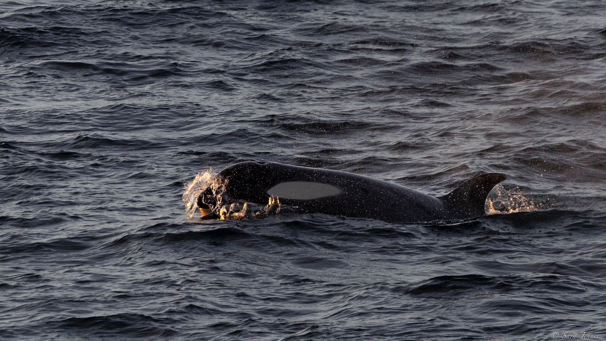 OceanwideExp's tweet photo. Last night, in the Antarctic Peninsula's #GerlacheStrait, we had an encounter with a small pod of orcas.
Seeing these magnificent apex predators in their natural habitat is a treat, and our guests took full advantage of this fantastic photo opportunity!
📸 by Sara Jenner https://t.co/pysNp8Ajmu
