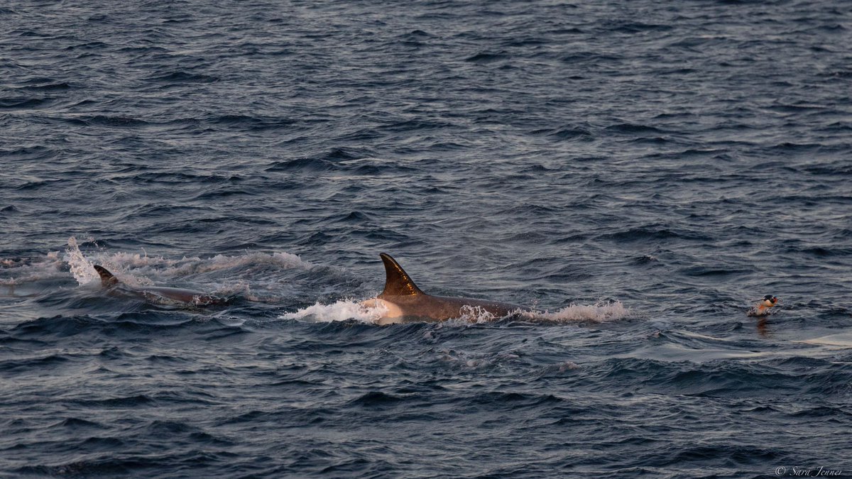 OceanwideExp's tweet photo. Last night, in the Antarctic Peninsula's #GerlacheStrait, we had an encounter with a small pod of orcas.
Seeing these magnificent apex predators in their natural habitat is a treat, and our guests took full advantage of this fantastic photo opportunity!
📸 by Sara Jenner https://t.co/pysNp8Ajmu