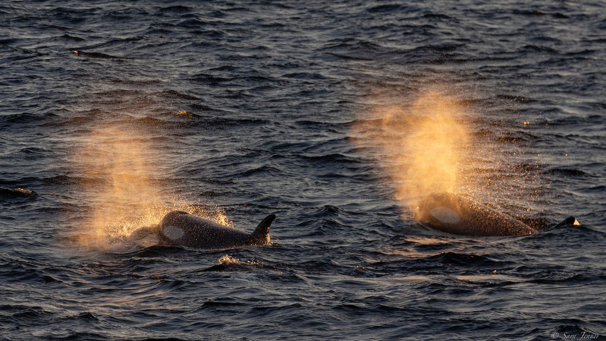 OceanwideExp's tweet photo. Last night, in the Antarctic Peninsula's #GerlacheStrait, we had an encounter with a small pod of orcas.
Seeing these magnificent apex predators in their natural habitat is a treat, and our guests took full advantage of this fantastic photo opportunity!
📸 by Sara Jenner https://t.co/pysNp8Ajmu