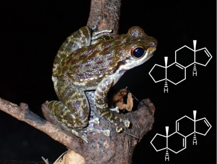 We have discovered a new type of steroids with contracted A-ring, the batrachane skeleton, in  gular scent glands of Odontobatrachus frogs. See the identification and synthesis of various batrachodienes, potentially used as signals, in Angew. Chem. 
doi.org/10.1002/anie.2…