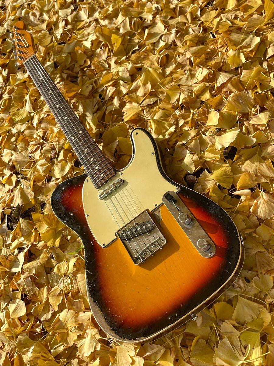 Paolo0823's tweet photo. この為にわざわざ外に持ち出す。
周囲からは変な目で見られましたがw
#Fender
#フェンダー
#Telecaster
#テレキャスター
#Customtelecaster
#カスタムテレキャスター https://t.co/Ze9aScia3R