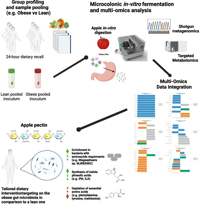 Tailored impact of dietary fibers on gut microbiota: a multi-omics comparison on the lean and obese microbial communities - link.springer.com/article/10.118…