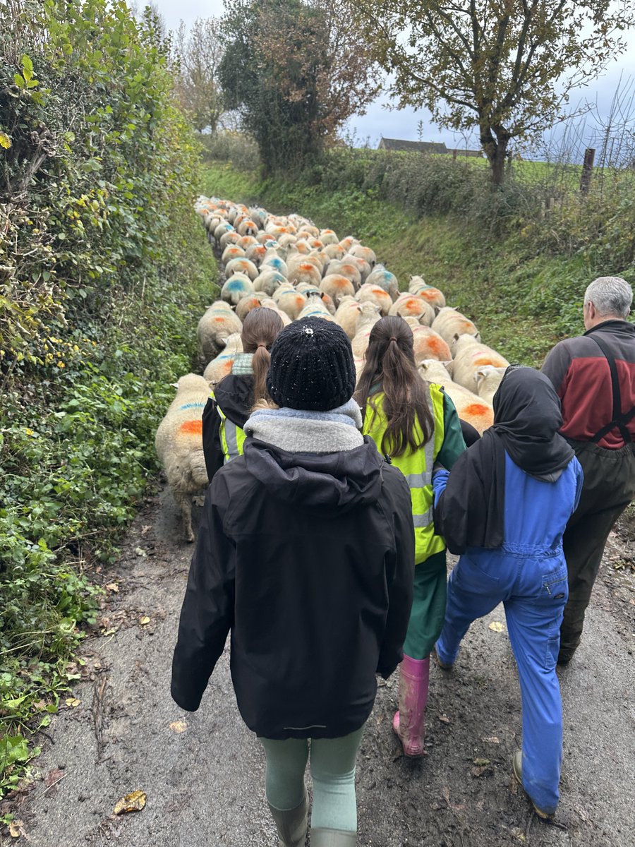 Jamie's Farm (@jamiesfarm) on Twitter photo Nothing quite like the feeling of togetherness and sense of achievement that comes with completing a sheep move! The young people of <a href="/Harris_SJW/">Harris Academy St John’s Wood</a> made this 3-mile walk/run look effortless 💪 #JFBath #teamwork Nothing quite like the feeling of togetherness and sense of achievement that comes with completing a sheep move! The young people of <a href="/Harris_SJW/">Harris Academy St John’s Wood</a> made this 3-mile walk/run look effortless 💪 #JFBath #teamwork