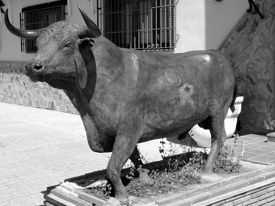 Pacopelegrina2's tweet photo. Toro bravo (Bos taurus)
#torodelidia , #torobravo , #bostaurus https://t.co/8UsRsIkxKJ