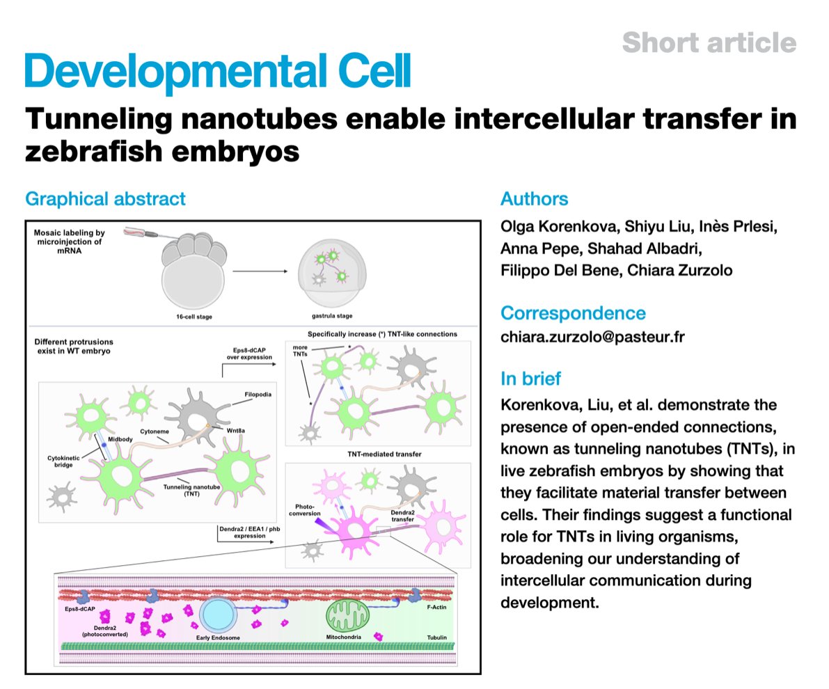 Bridges and communication! Tunnelling nanotubes (TNTs) are actin-based cell protrusions that connect neighbouring cells. Korenkova et al. now characterize TNTs in live zebrafish embryos! <a href="/ZurzoloLab/">Zurzolo Lab</a>