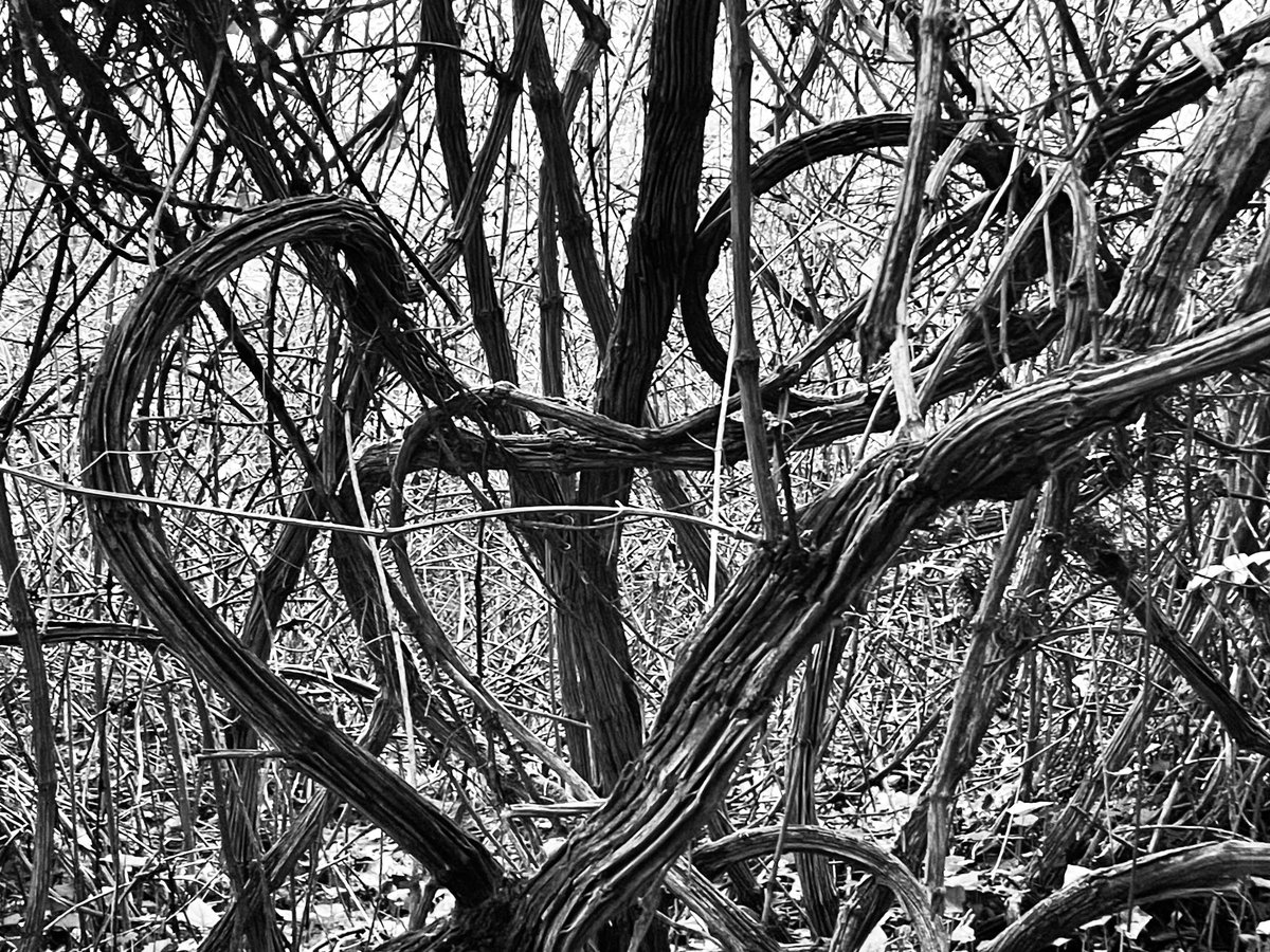 Art Branches tweet media