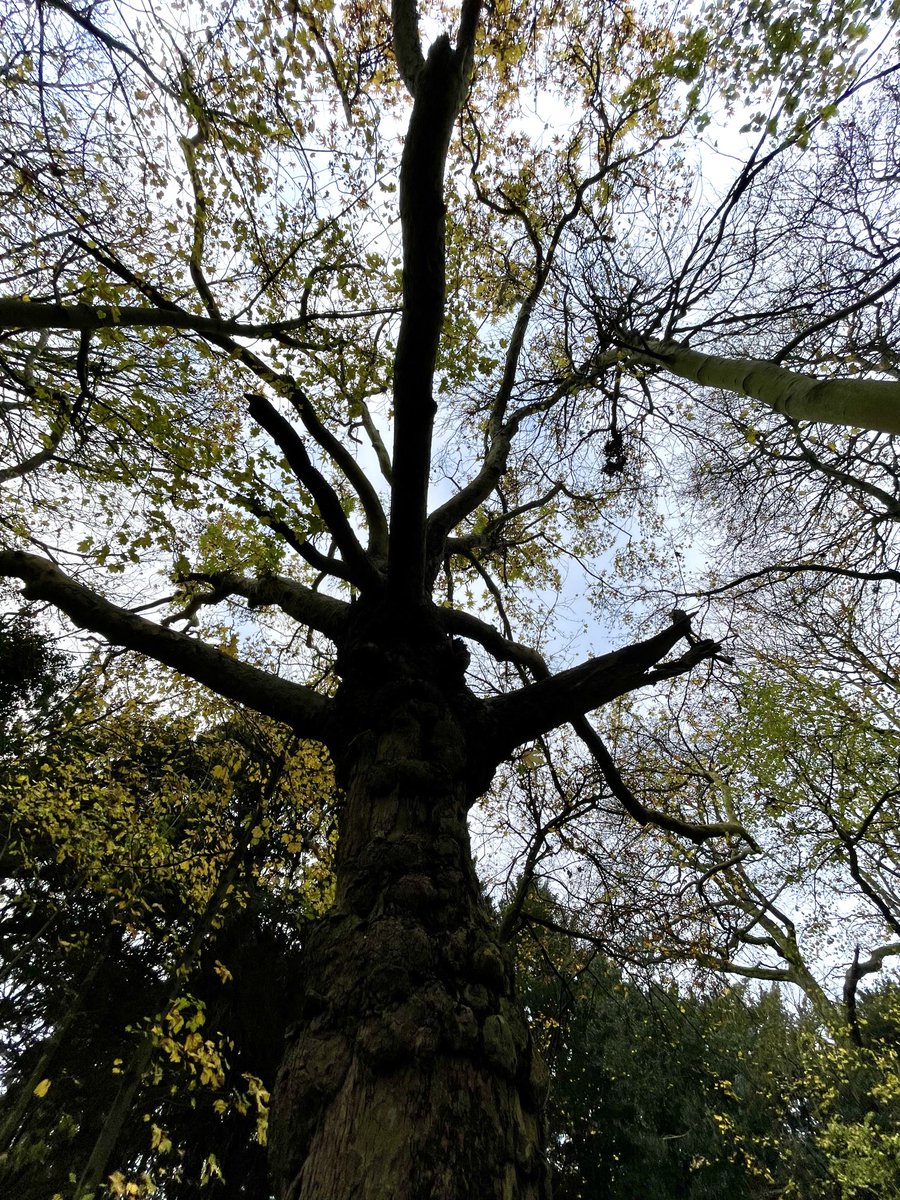 Art Branches tweet media