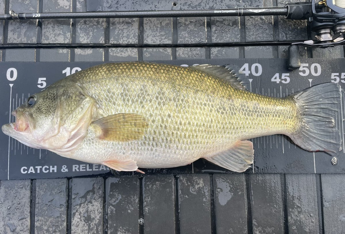 12/5相模湖。
2900g