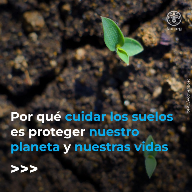 FAOenEspanol's tweet photo. Sin suelos sanos no puede haber seguridad alimentaria, ni nutrición, ni biodiversidad, ni agua limpia...

Descubre 5 razones por las que cuidar nuestros suelos es cuidar nuestro planeta y nuestras vidas.👇

#DíaMundialDelSuelo #SaludDelSuelo #COP16Riyadh